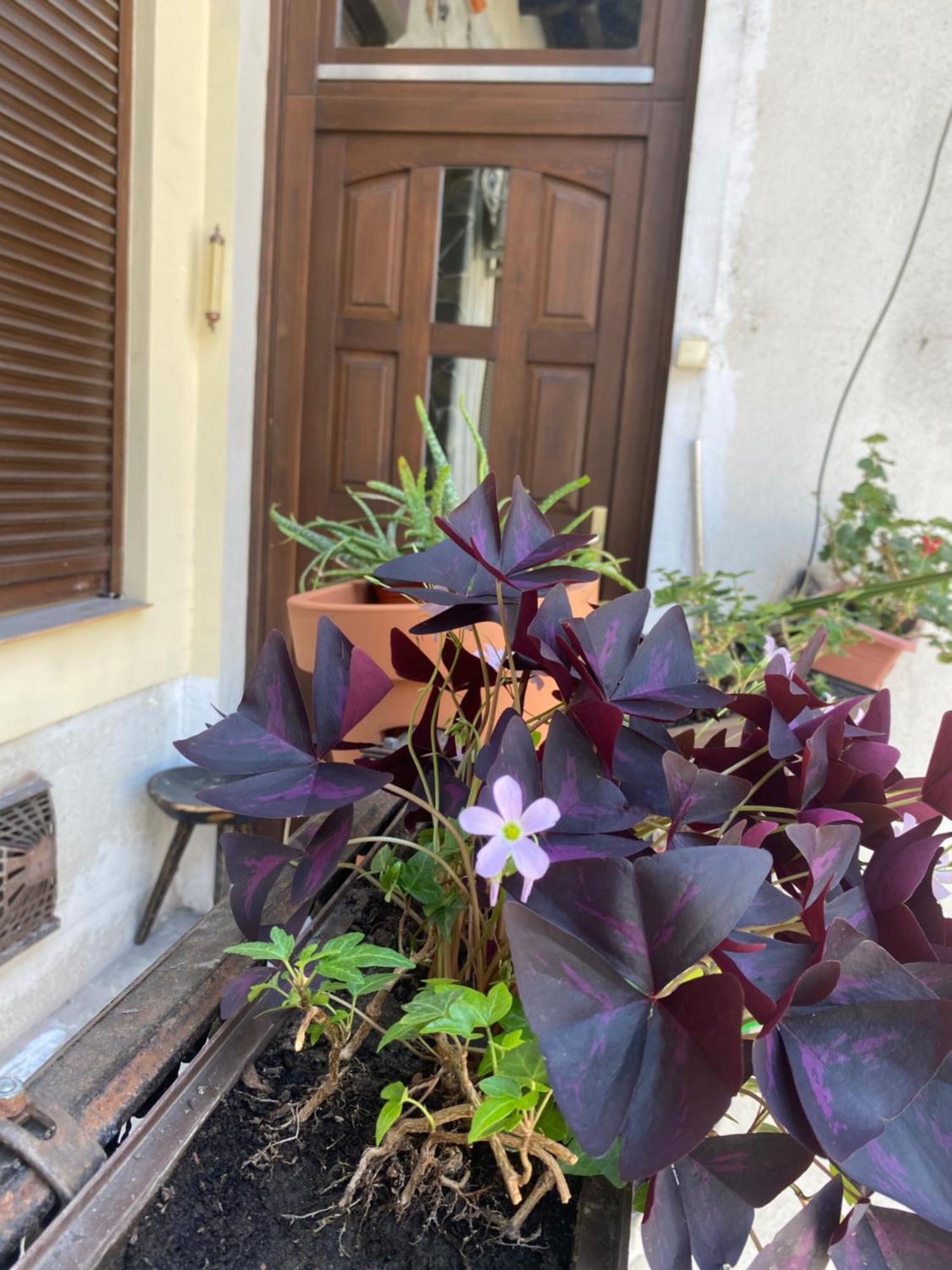 Budapest Oasis One Bedroom For Renting Eksteriør bilde